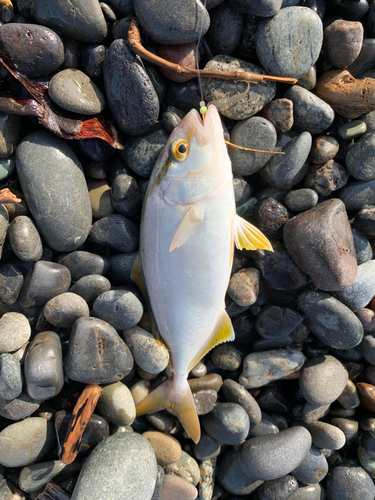 ショゴの釣果