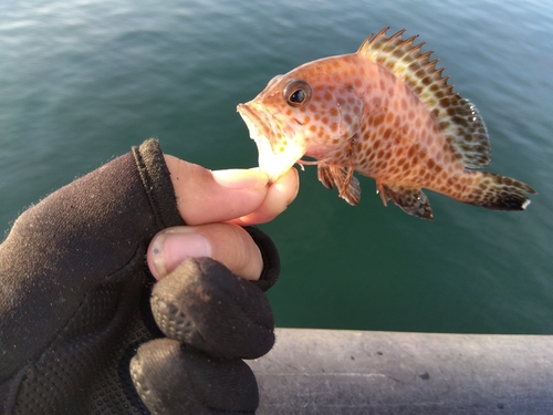 ワニゴチの釣果