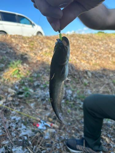 マナマズの釣果