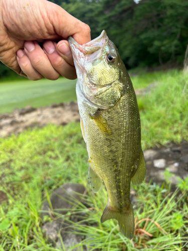 釣果