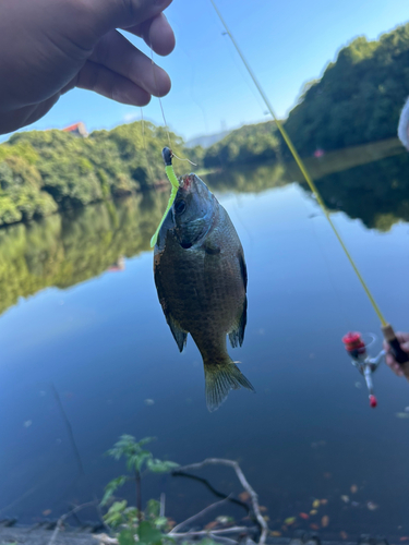 ブルーギルの釣果