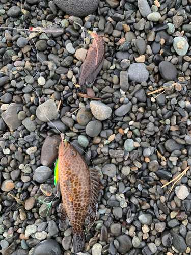 オオモンハタの釣果