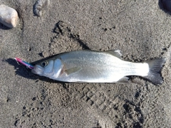 セイゴ（マルスズキ）の釣果