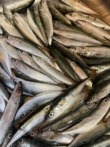 サバの釣果