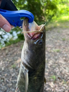 ナマズの釣果