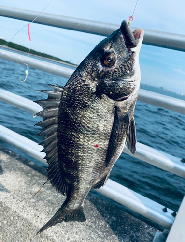 クロダイの釣果