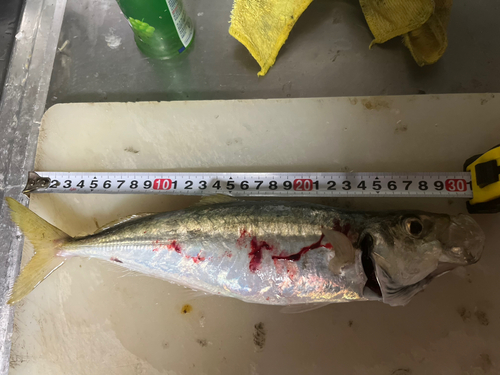 アオアジの釣果