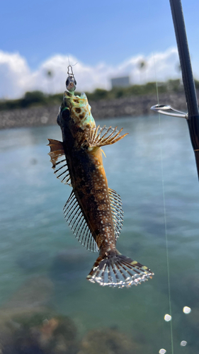 アナハゼの釣果