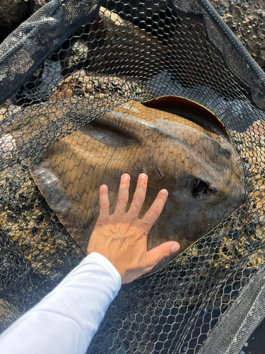 アカエイの釣果