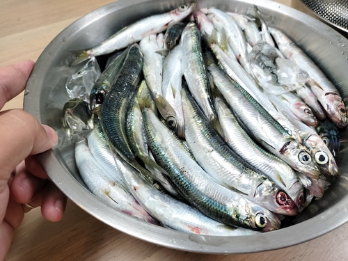 ウルメイワシの釣果