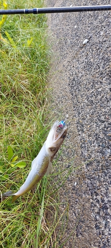 エソの釣果