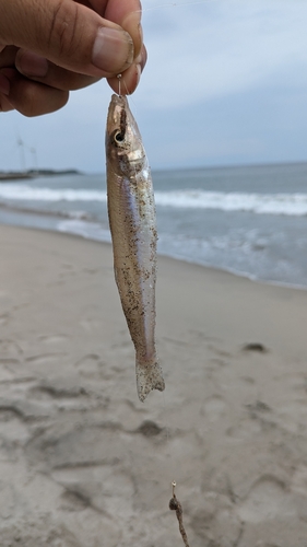 シロギスの釣果