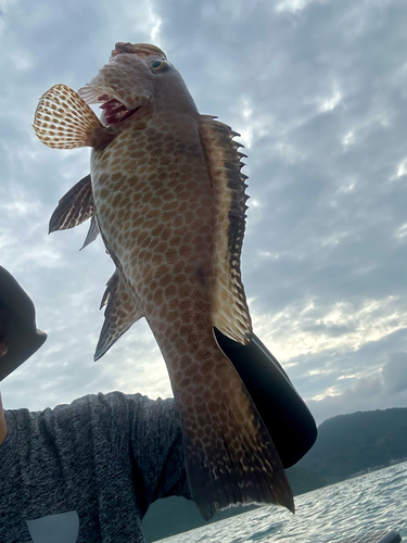 オオモンハタの釣果