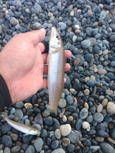 キスの釣果