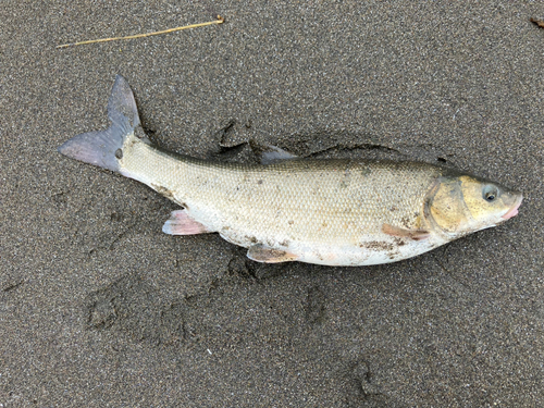 ウグイの釣果