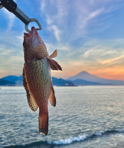 オオモンハタの釣果