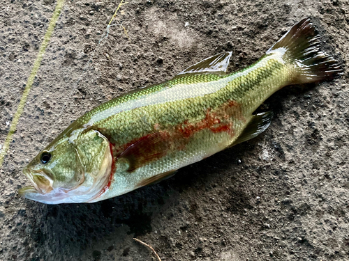 ラージマウスバスの釣果