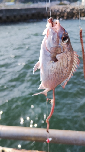 チダイの釣果