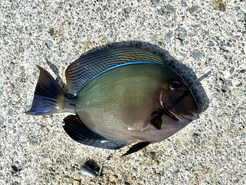 トカジャーの釣果