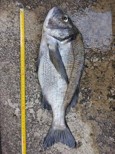 チヌの釣果