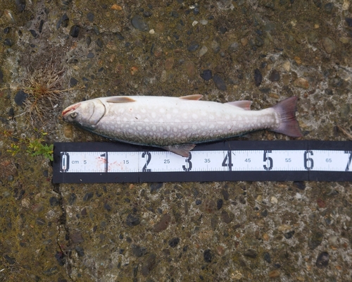 アメマスの釣果