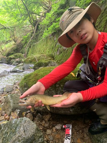 イワナの釣果