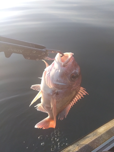 マダイの釣果