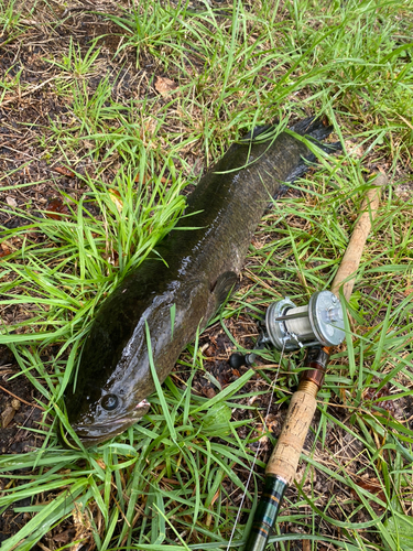 ライギョの釣果