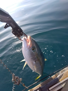 ワラサの釣果