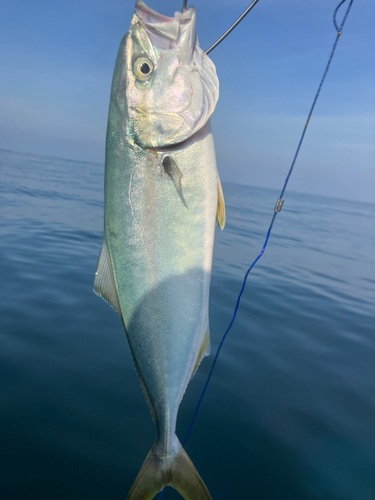 イナダの釣果