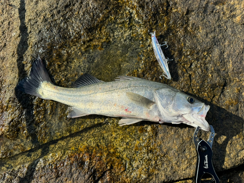 ハネ（マルスズキ）の釣果