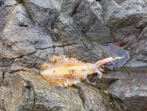 アオリイカの釣果