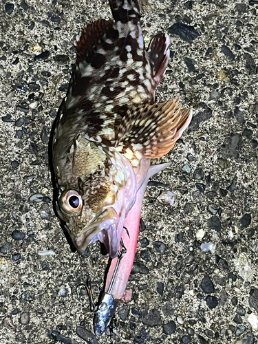 カサゴの釣果