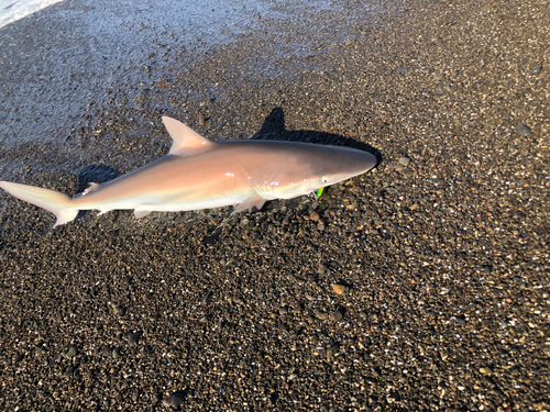 サメの釣果