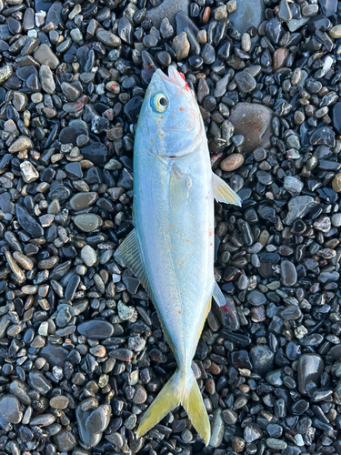 ワカシの釣果