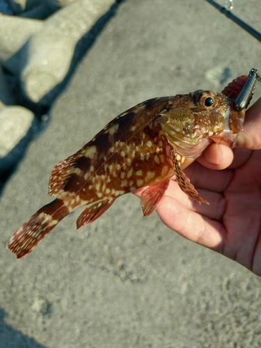 カサゴの釣果