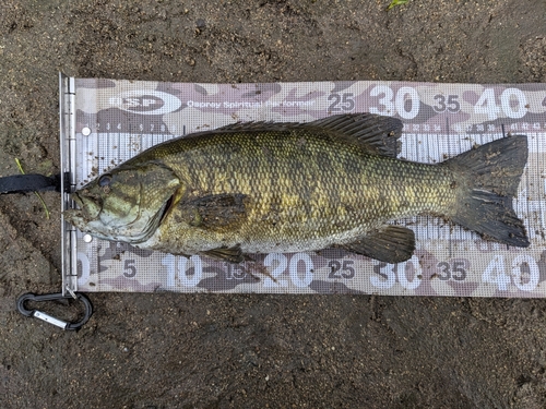 スモールマウスバスの釣果