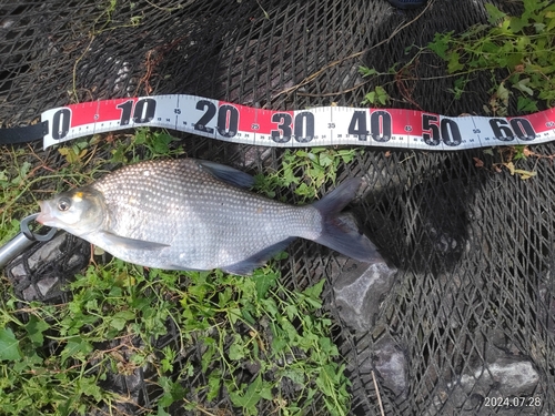 ダントウボウの釣果