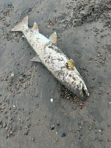 アメマスの釣果