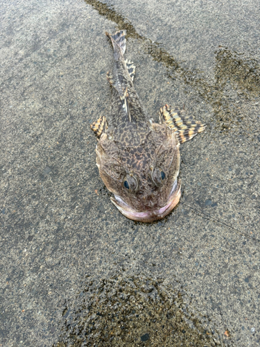 カジカの釣果