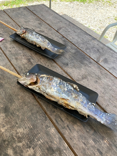 レインボートラウトの釣果