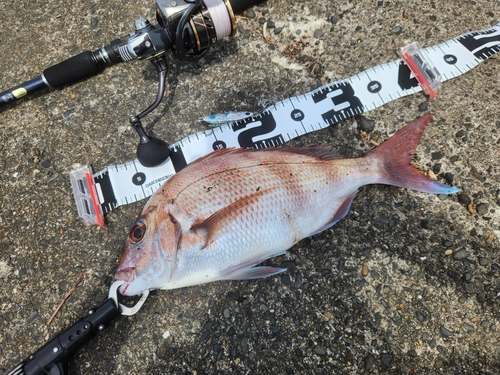 マダイの釣果