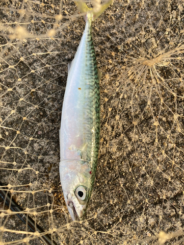 サバの釣果