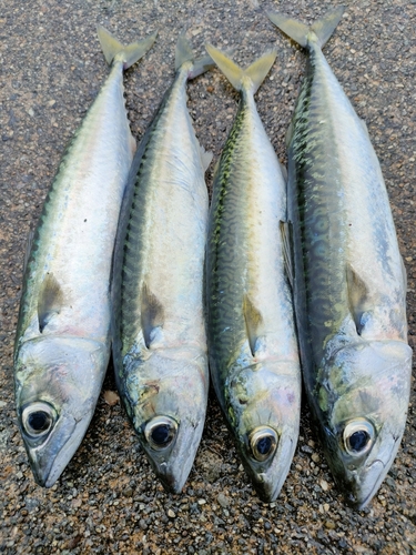 サバの釣果