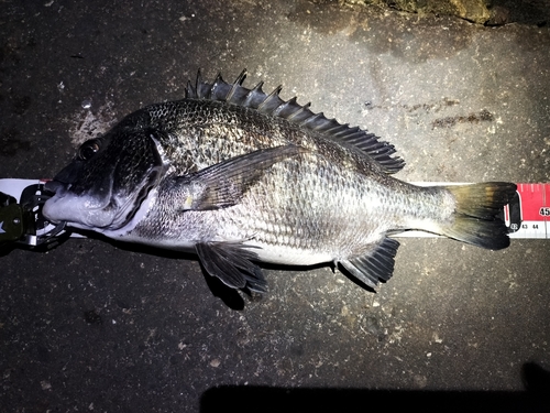 チヌの釣果