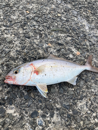 ショゴの釣果