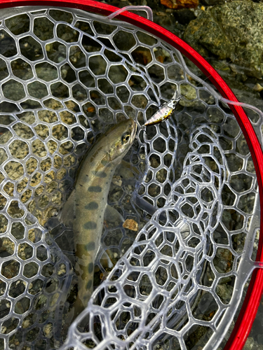 ニジマスの釣果