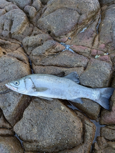 ヒラスズキの釣果