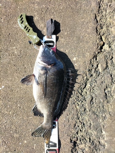 チヌの釣果