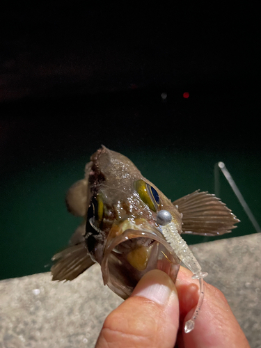 シロメバルの釣果